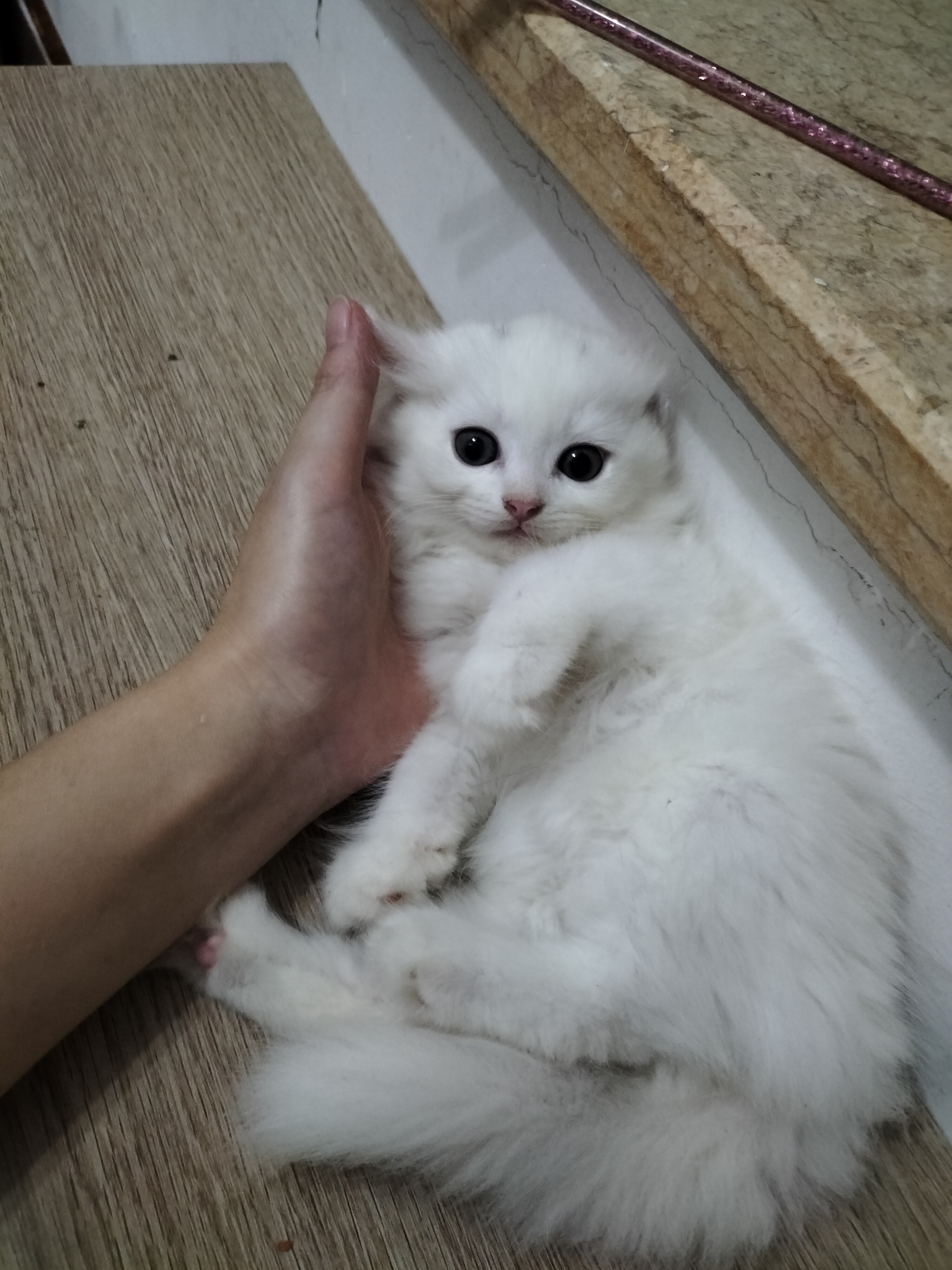 长毛白猫
